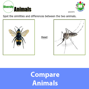 Compare animals
