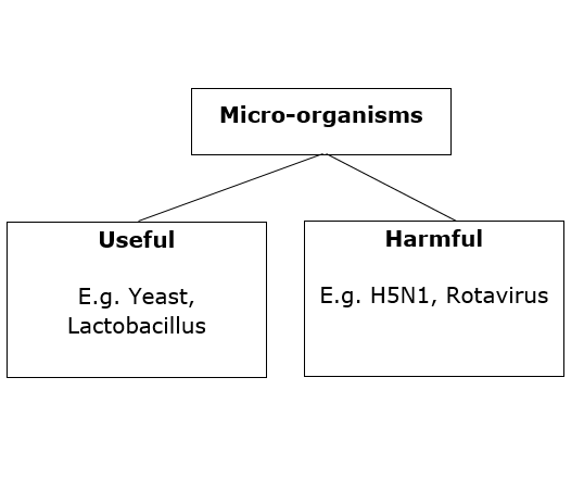 Micro-organisms Classification 