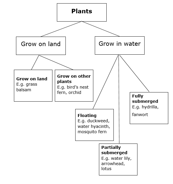 Plants Classification 1