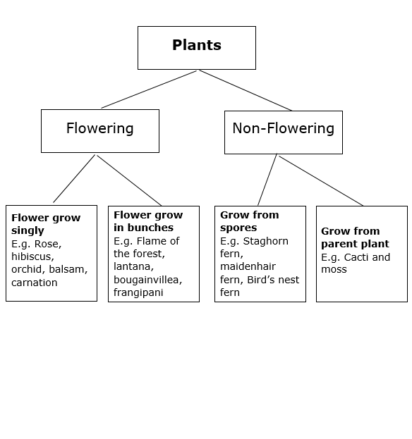 Plants Classification 2