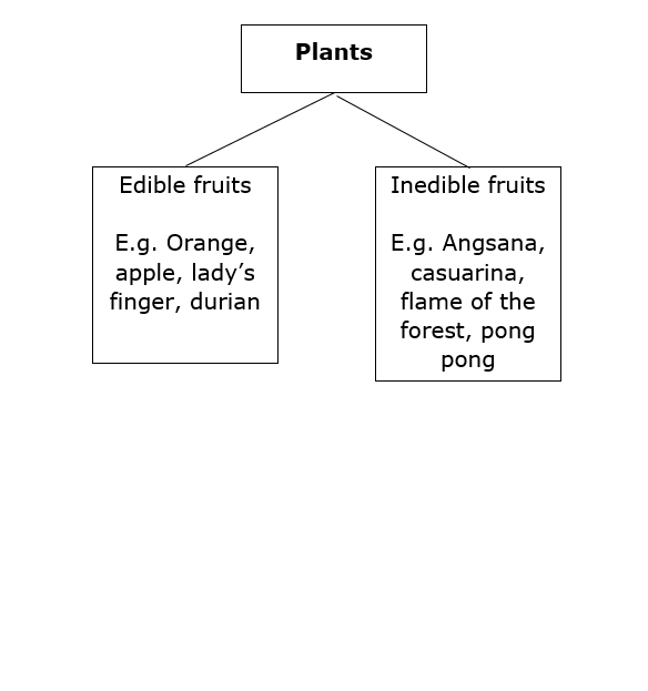 Plants Classification 3